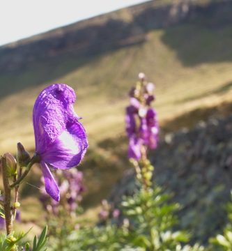 Acónito (Aconitum napellus)