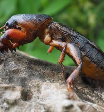 Grillotopo (Gryllotalpa gryllotalpa)