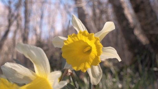 Narcissus pseudonarcissus subsp. nobilis