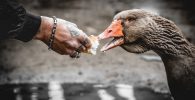 alimentar aves con pan