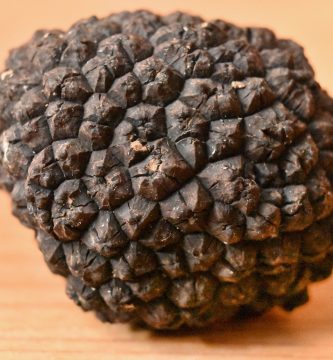 tuber aestivum trufa de verano