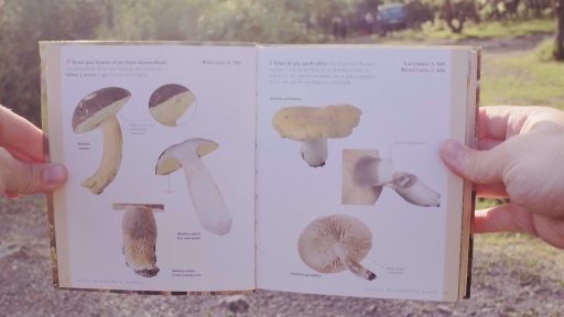 Clave de identificación de hongos "Setas de España y Europa" ed Tikal