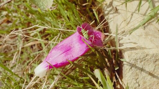 Flor de Dedalera (Digitalis purpurea)