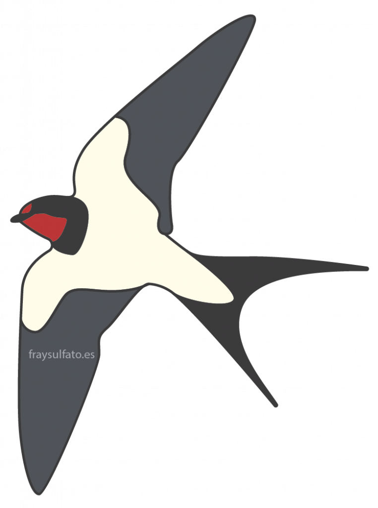 Golondrina común (Hirundo rustica)