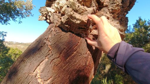Corteza de alcornoque (Quercus suber)