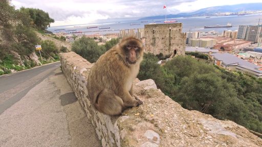 Macaco de berbería (Macaca sylvanus) en Gibraltar