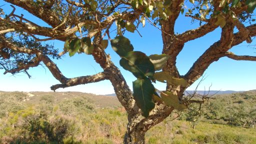 Hojas de alcornoque (Quercus suber)