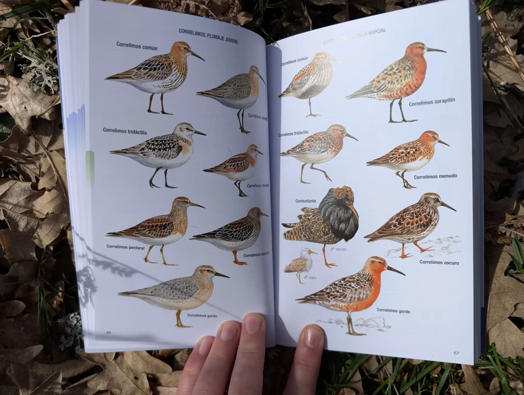 detalle guía aves de España
